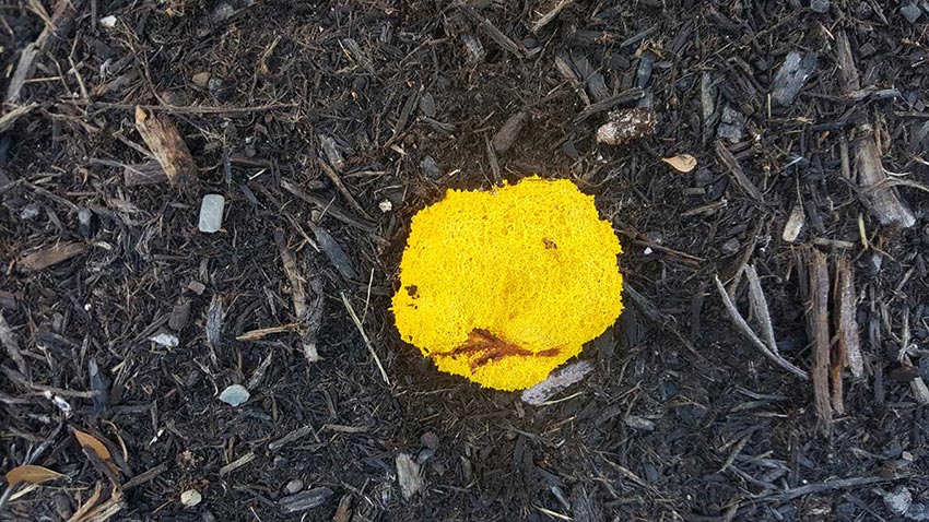 Slime Mold