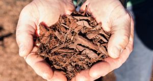 Dyed Brown Mulch