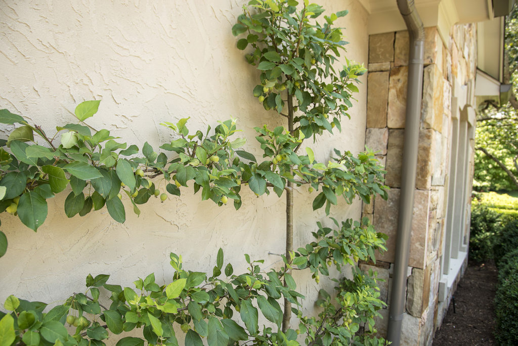 Espalier Trees: A Good Fit for Small Spaces - Lawn Butler